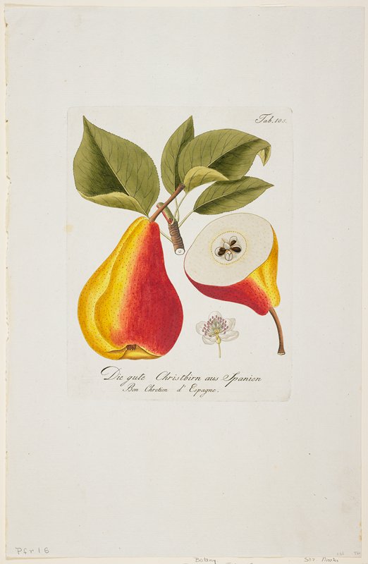 Die gute Christbirn aus Spanien from Pomona Austriaca, Johann Kraft, 1792–96