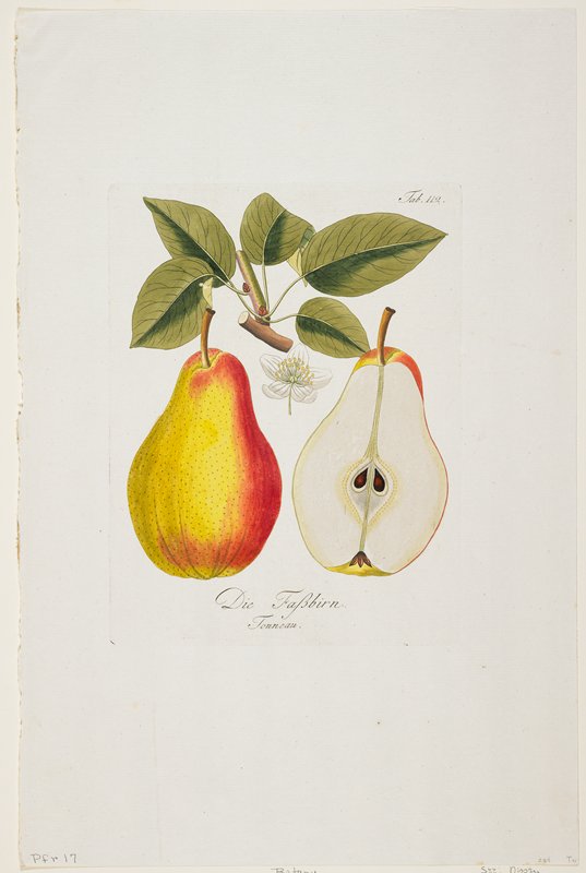 Die Fassbirn from Pomona Austriaca, Johann Kraft, 1792–96