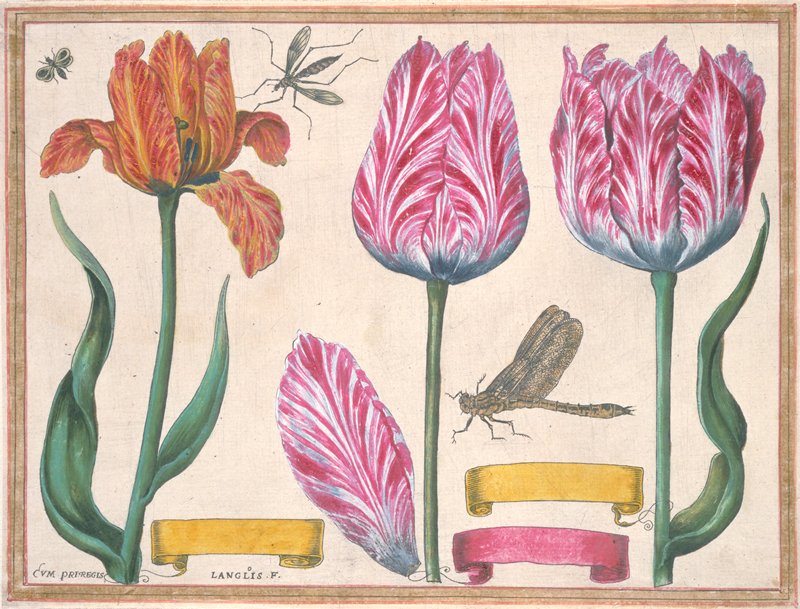 Tulips and Iris, from Livre de Fleurs, François L'Anglois, 1620