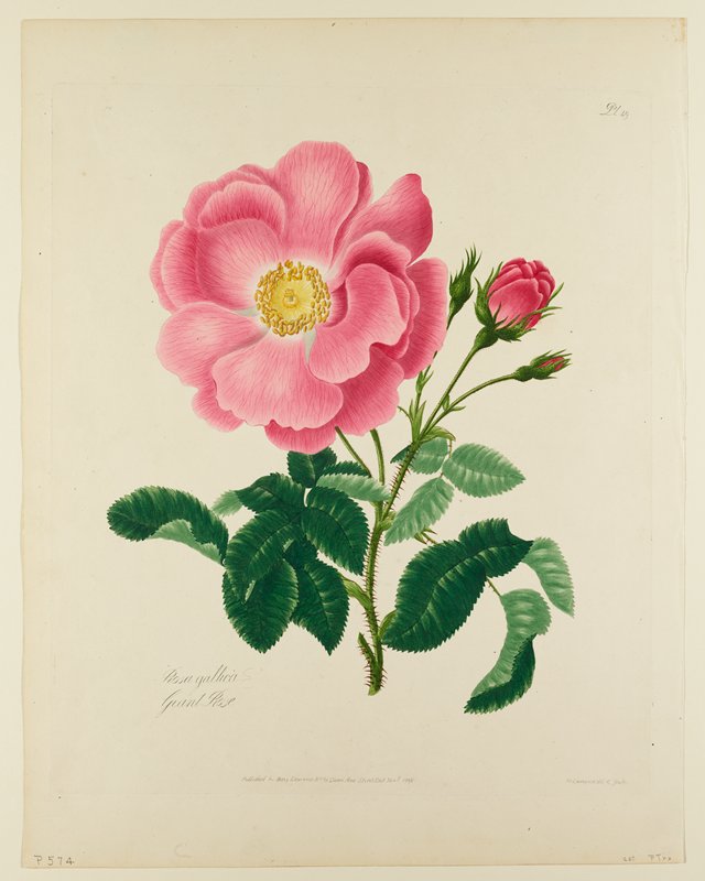 Rosa gallica (Gallic Rose), Mary Lawrence, 1798