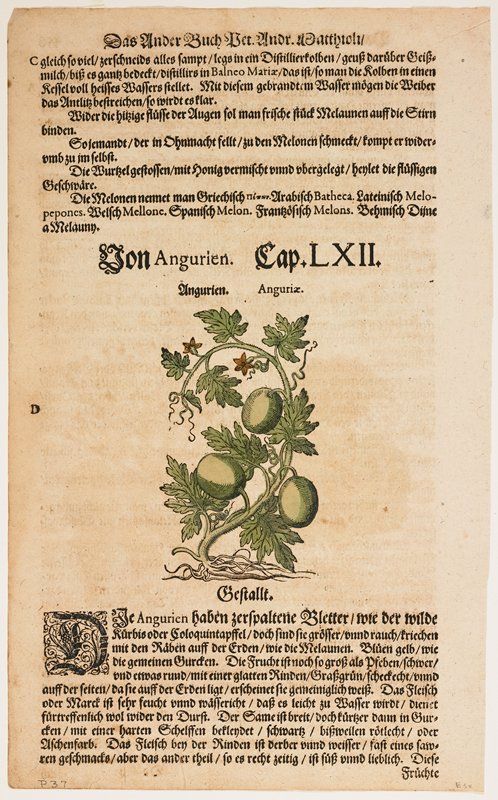 Von Angurien, Pierandrea Mattioli, 1544–85