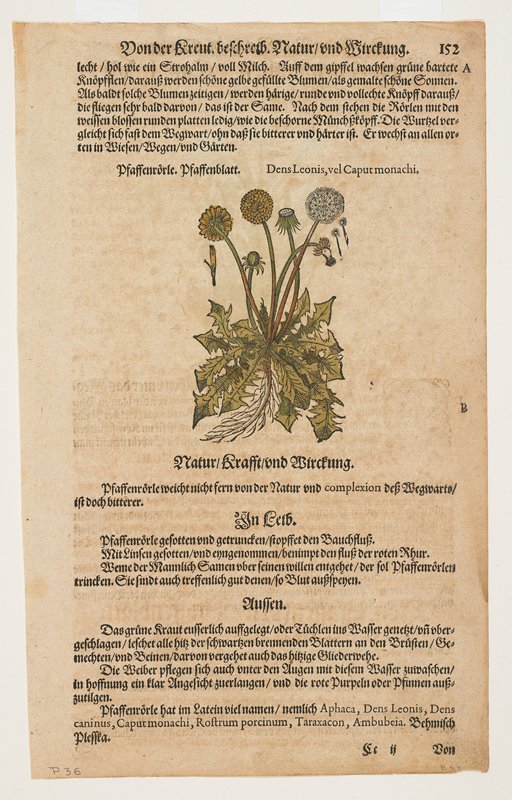 Pfaffenrorle, Pierandrea Mattioli, 1544–85