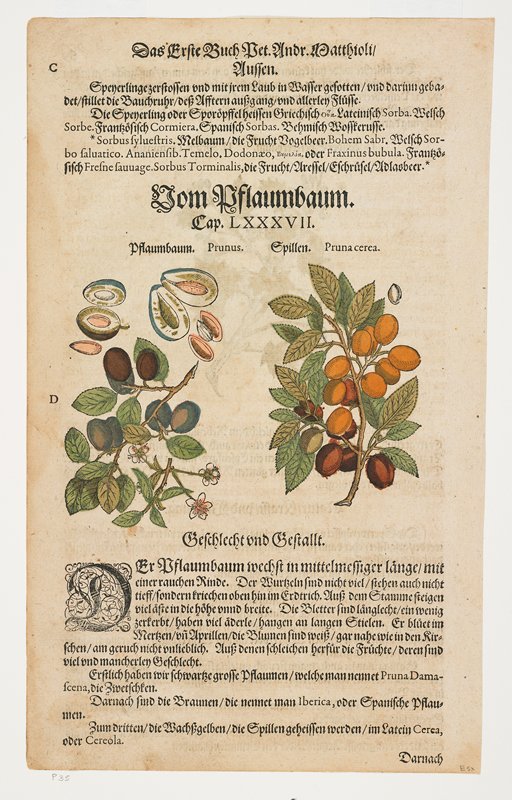 Prunes, Von Pflaumbaum, Pierandrea Mattioli, 1544–85