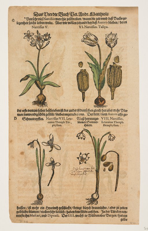 Narcissus, Pierandrea Mattioli, 1544–85