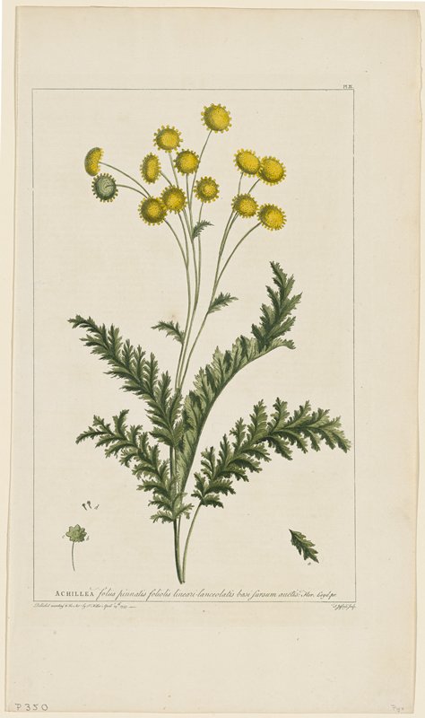 Achillea, from Figures of the Most Beautiful, Useful and Uncommon Plants Described in the Gardener's Dictionary, Philip Miller, 1755–60