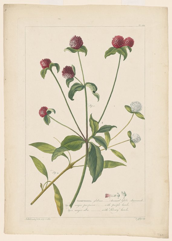 Gomphrena, from Figures of the Most Beautiful, Useful and Uncommon Plants Described in the Gardener's Dictionary, Thomas Jeffery, 1755–60