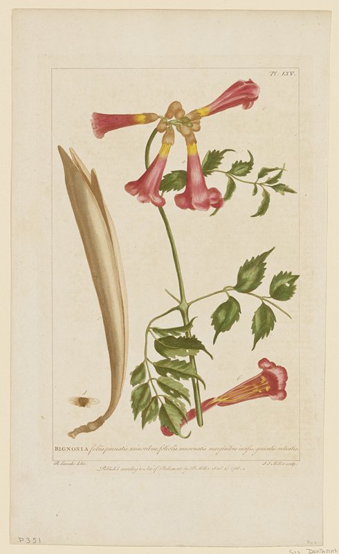 Bignonia, from Figures of the Most Beautiful, Useful and Uncommon Plants Described in the Gardener's Dictionary, Philip Miller, June 27, 1756