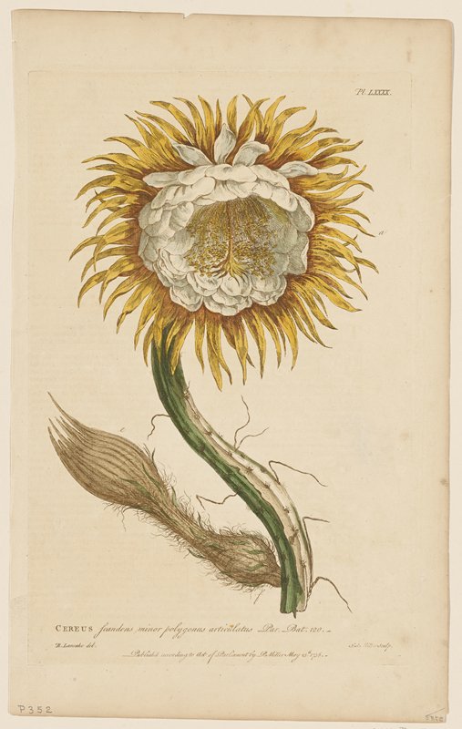 Cereus scandens minor polygonus articulatus, from Figures of the Most Beautiful, Useful and Uncommon Plants Described in the Gardener's Dictionary, Philip Miller, May 23, 1756