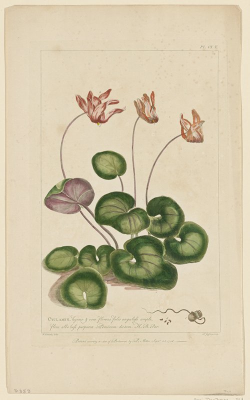 Cyclamen, hyeme & vere florens folio anguloso ample, from Figures of the Most Beautiful, Useful and Uncommon Plants Described in the Gardener's Dictionary, Philip Miller, September 28, 1756