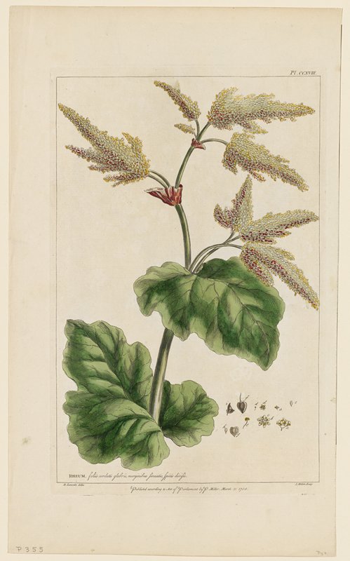 Corona Imperialis, flore pulchre luteo, from Figures of the Most Beautiful, Useful and Uncommon Plants Described in the Gardener's Dictionary, Philip Miller, March 25, 1758