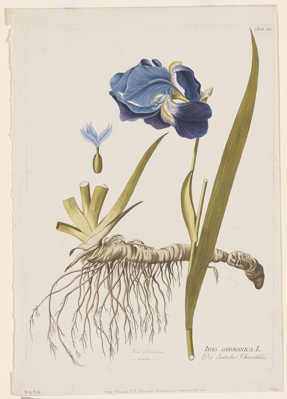 Iris Germanica from Icones Plantarum Medicinalium, Joseph Jakob Plenck, 1788–1812