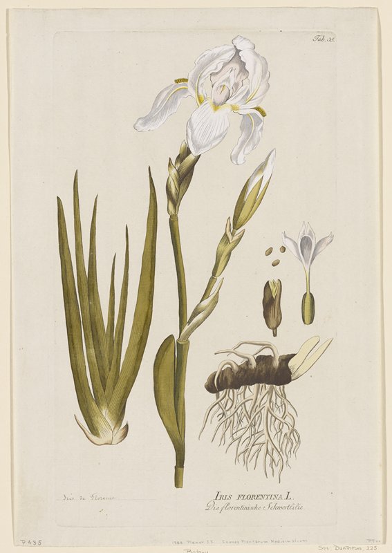 Iris florentina, from Icones Plantarum Medicinalium, Joseph Jakob Plenck, 1788 (?)