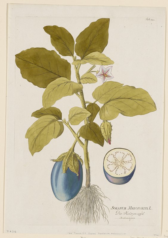 Solanum Melongena from Icones Plantarum Medicinalium, Joseph Jakob Plenck, 1788–1812