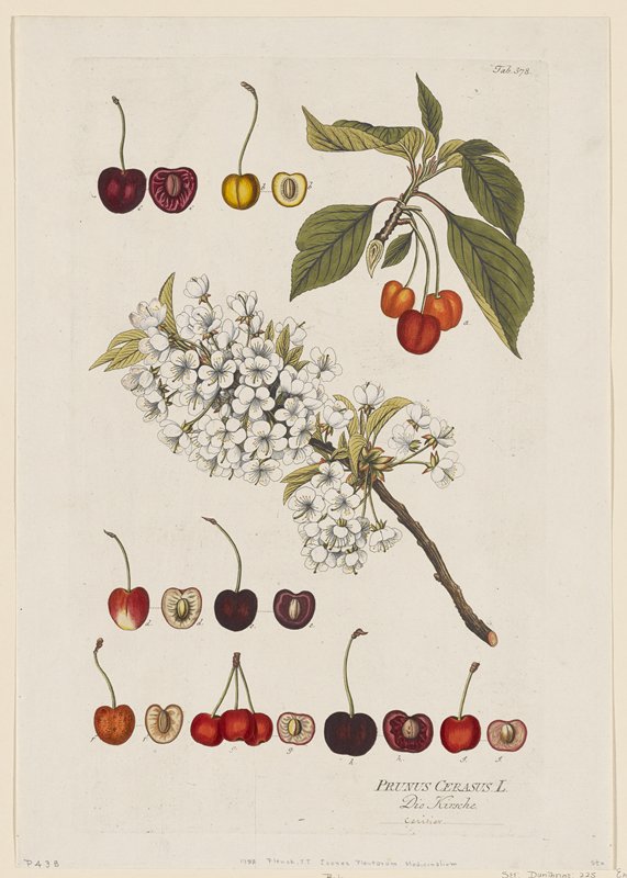 Prunus Cerasus from Icones Plantarum Medicinalium, Joseph Jakob Plenck, 1788–1812
