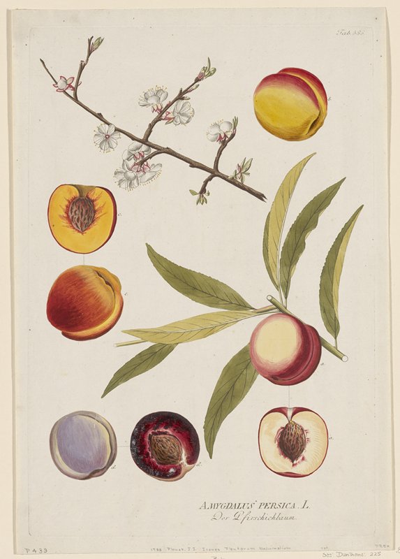 Amygdalus persica from Icones Plantarum Medicinalium, Joseph Jakob Plenck, 1788–1812
