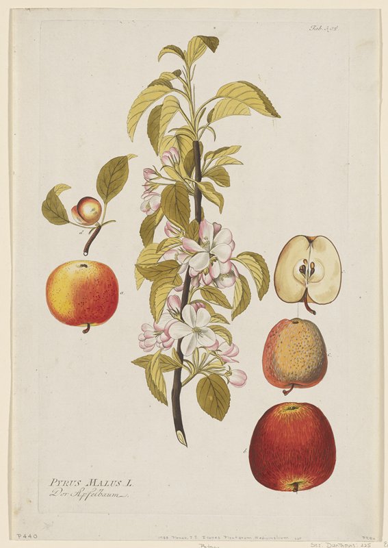 Pyrus Malus, from Icones Plantarum Medicinalium, Joseph Jakob Plenck, 1788 (?)