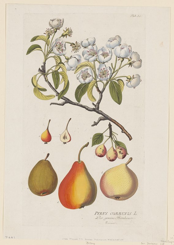 Pyrus Communis from Icones Plantarum Medicinalium, Joseph Jakob Plenck, 1788–1812