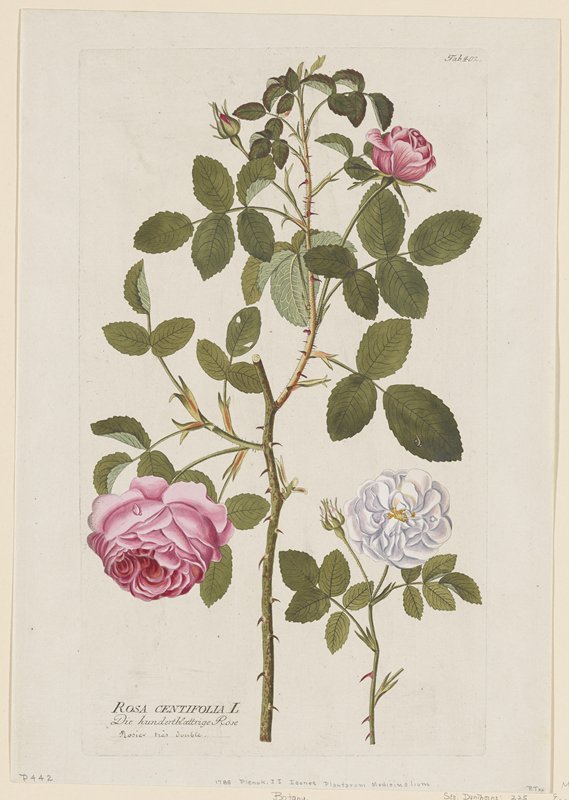 Rosa Centifolia, from Icones Plantarum Medicinalium, Joseph Jakob Plenck, 1788 (?)