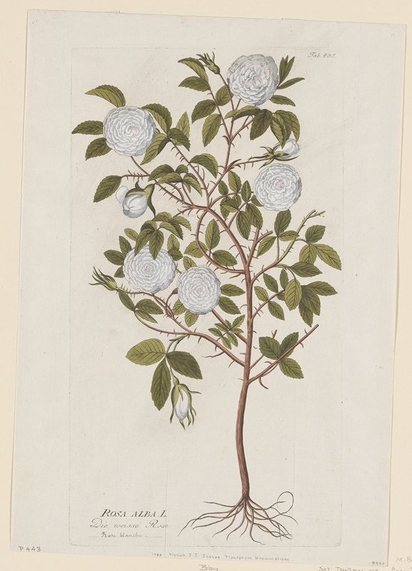 Rosa Alba from Icones Plantarum Medicinalium, Joseph Jakob Plenck, 1788–1812