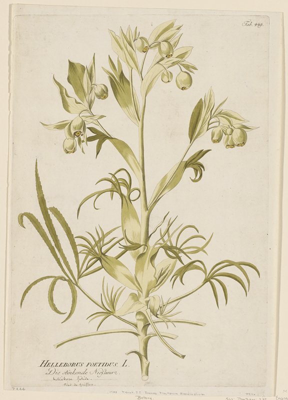 Helleborus Foetidus from Icones Plantarum Medicinalium, Joseph Jakob Plenck, 1788–1812