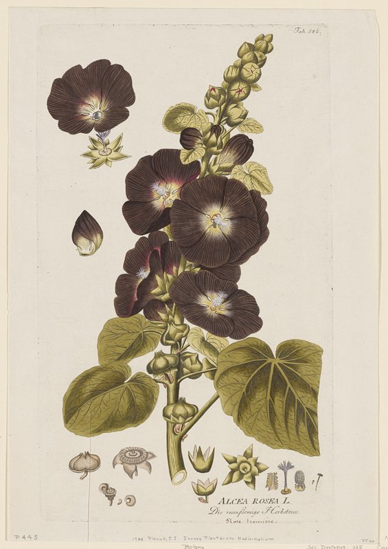 Alcea Rosea from Icones Plantarum Medicinalium, Joseph Jakob Plenck, 1788–1812