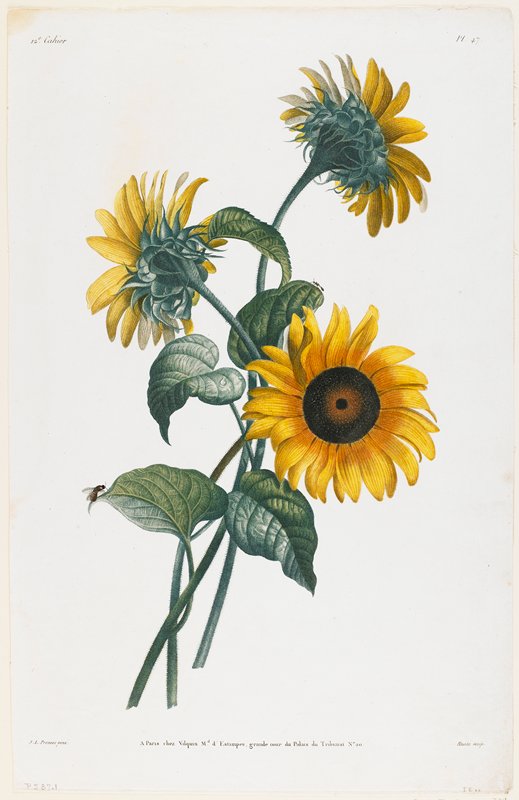 Study of Sunflowers, Louis Charles Ruotte, 1805