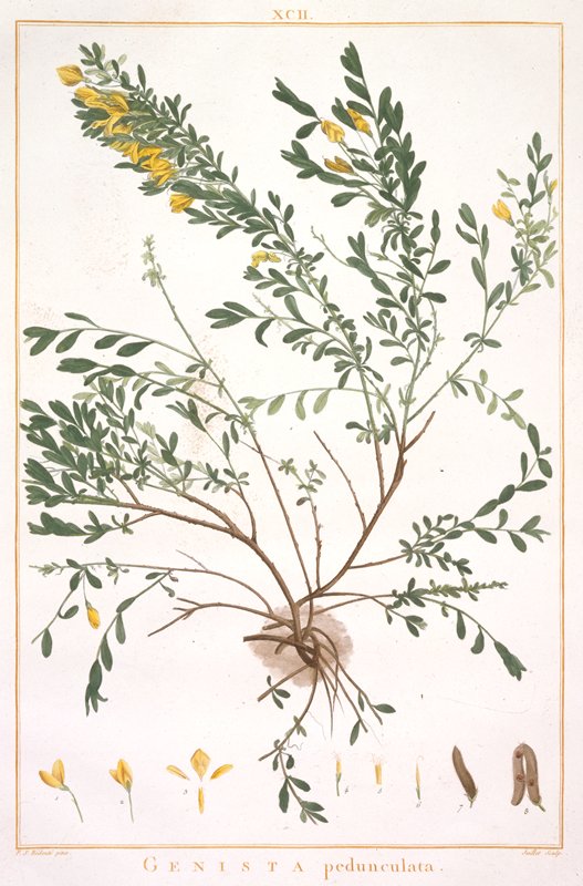 Erodium supracanum, from Geraniologia, seu Erodii, Pelargonii, Monsoniae et Grieli historia iconibus illustrata, François Hubert, 1787–88