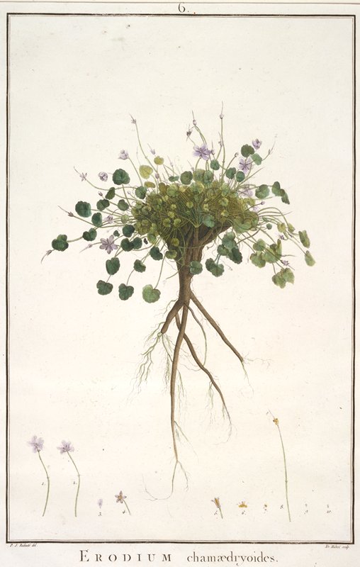 Erodium chamaedryoides, from Geraniologia, seu Erodii, Pelargonii, Monsoniae et Grieli historia iconibus illustrata, François Hubert, 1787–88
