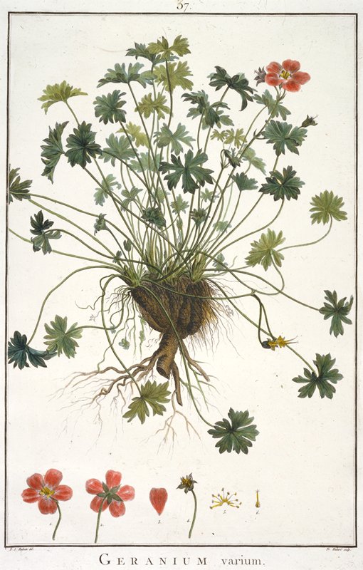 Geranium varium, from Geraniologia, seu Erodii, Pelargonii, Monsoniae et Grieli historia iconibus illustrata, François Hubert, 1787–88