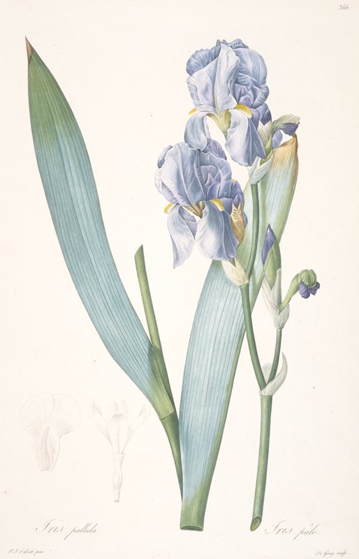 Iris pale, from Les Liliacées, vol. 7, after Pierre-Joseph Redouté, 1813