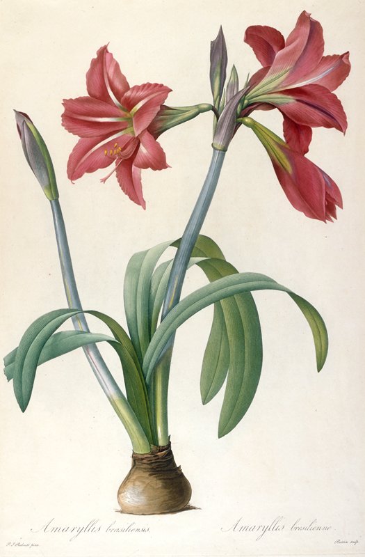 Amaryllis brasiliensis (Brazilian Amaryllis), After Pierre-Joseph Redouté, 1816