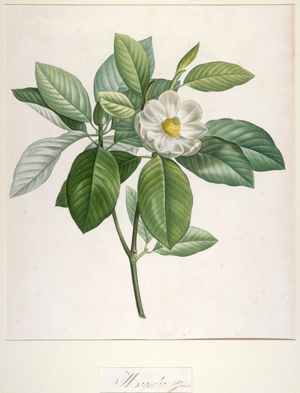 Magnolia Glauca, from Description des  Plantes Rares Cultivees a Malmaison et a Navarre, after Pierre-Joseph Redouté, 1813