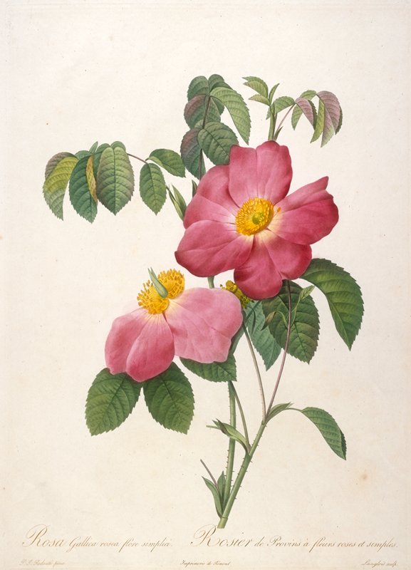 Rosier de Provinsi a fleurs roses et simples, from La Couronne Des Roses, After Pierre-Joseph Redouté, 1817–24