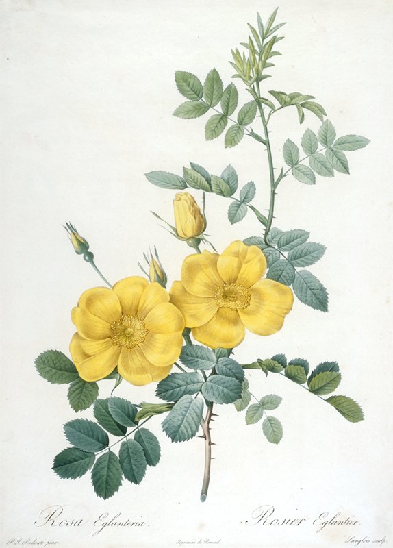Rosier Eglantier, from Les Roses, François Langlois, 1817–24