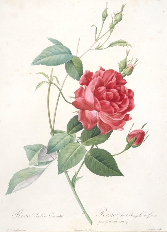 Rosa indica cruenta (Rosebush of Bengal with Crimson-of-Blood Flowers), François Langlois, 1817–24