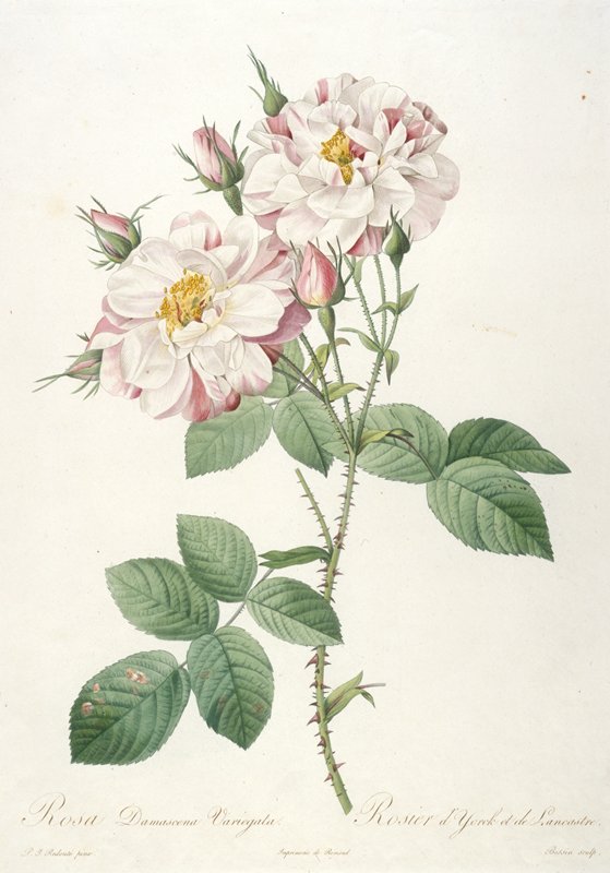 Rosa damascene variegata (Rosebush of York and Lancaster), Bessin, 1817–24
