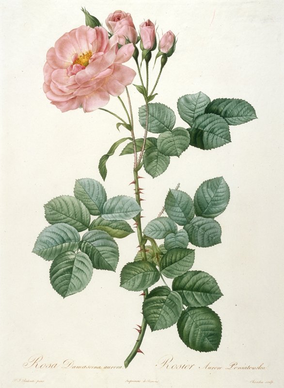 Rosier Aurore Poniatowska, from La Couronne Des Roses, After Pierre-Joseph Redouté, 1817–24