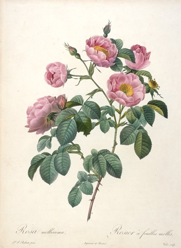 Rosier a feuilles molles, from Les Roses, Victor, 1817–24