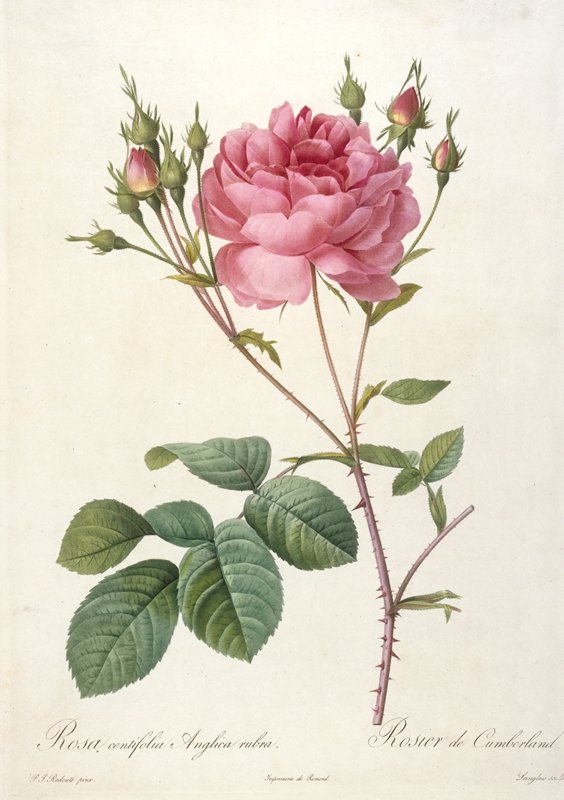 「Rosa centifolia」ボタニカルアート Rosa centifolia angelica rubra (Rosebush of Cumberland), François