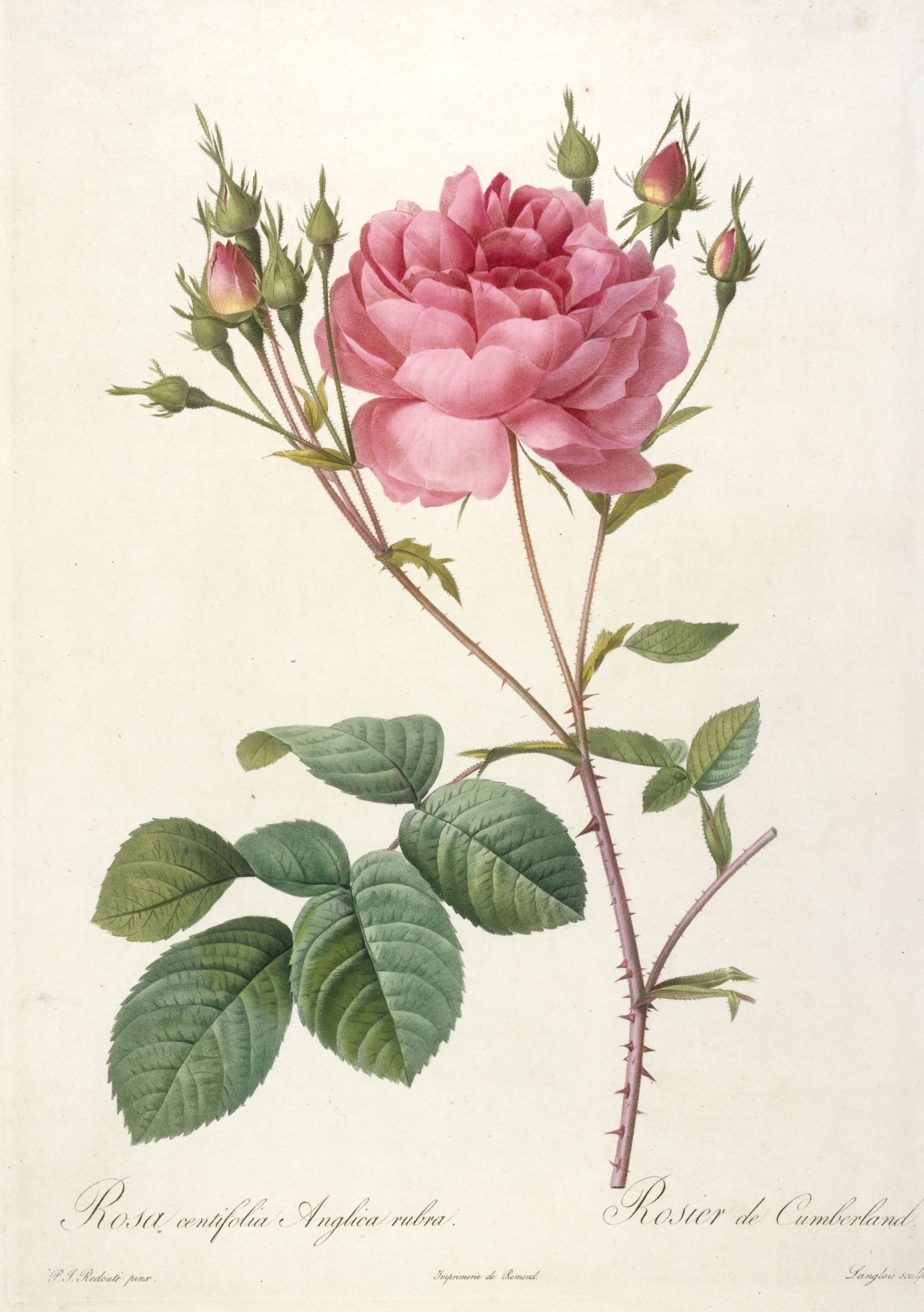 「Rosa centifolia」ボタニカルアート Rosa centifolia angelica rubra (Rosebush of Cumberland), François