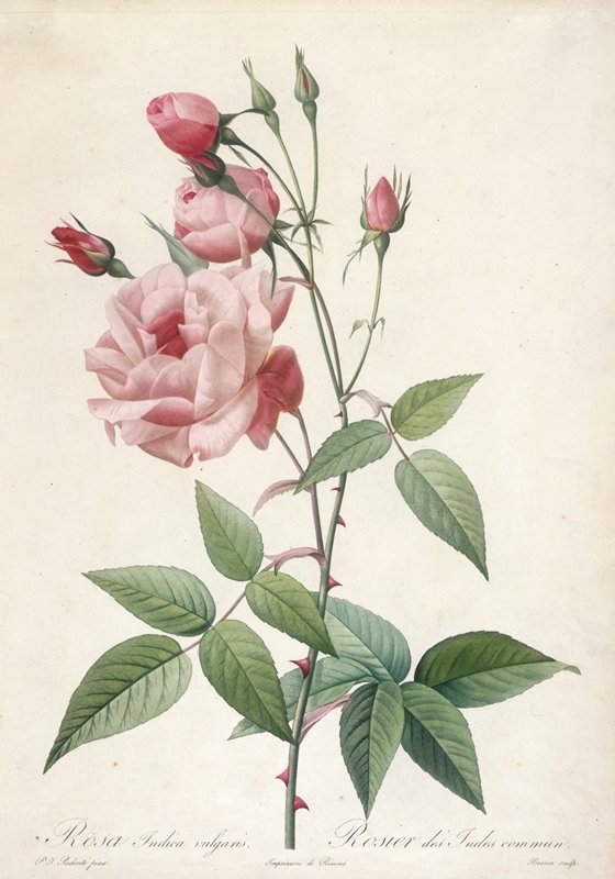 Rosier des Indes commun, from Les Roses, Bessin, 1817–24