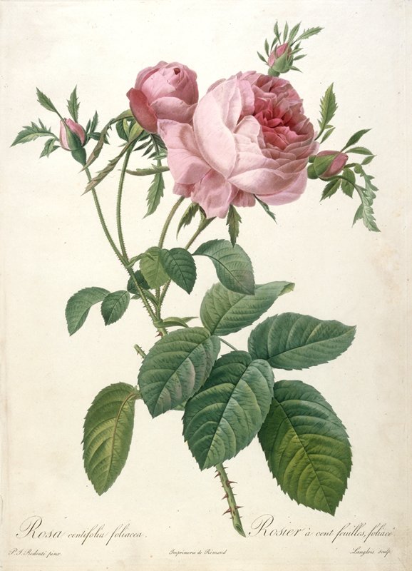 Rosier a cent feuilles, foliace, from Les Roses, François Langlois, 1817–24