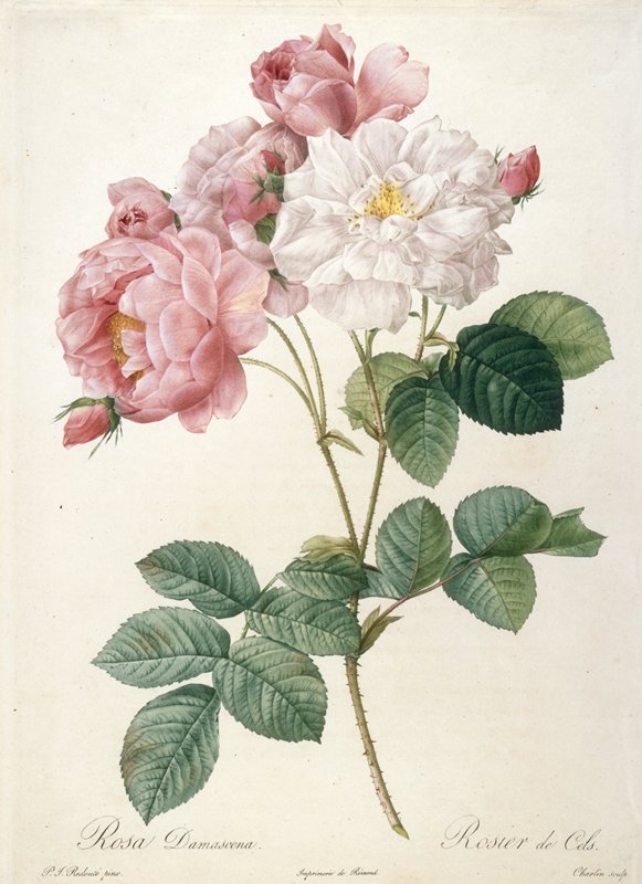 Rosier de Cels, from Les Roses, After Pierre-Joseph Redouté, 1817–24