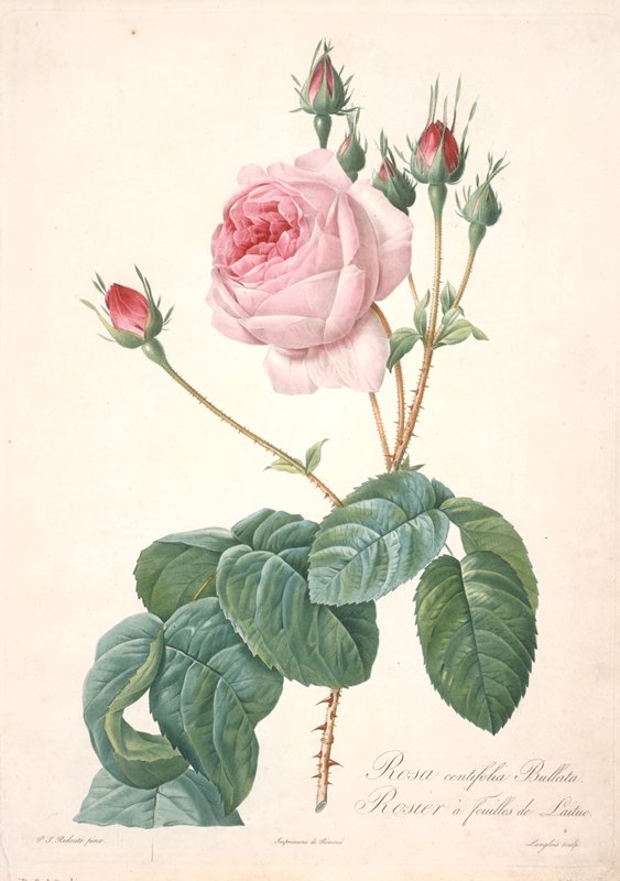 Rosier a feuilles de Laitue, from Les Roses, François Langlois, 1817–24