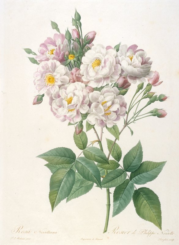 Rosa noisettiana (Rosebush of Philippe Noisette), François Langlois, 1817–24