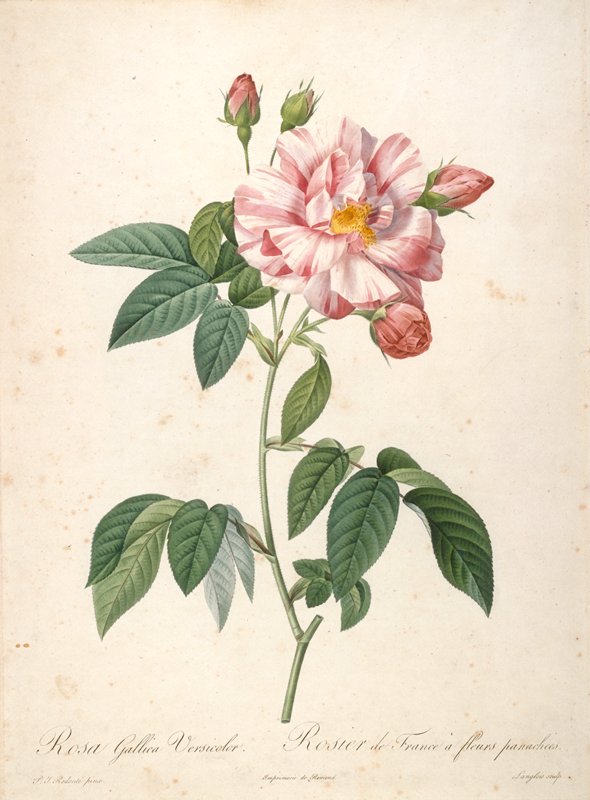 Rosier de France a fleurs panachees, from Les Roses, François Langlois, 1817–24