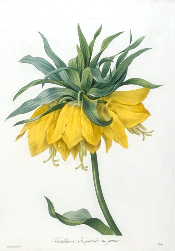 Fritillaire, Imperiale. Var. jaune, from Choix Des Plus Belle Fleurs et des Plus Beaux Fruits, Victor, 1827