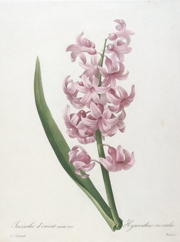 Jacinthe d'orient varité rose (Hyacinth), from Choix des Plus Belle Fleurs et des Plus Beaux Fruits, Bessin, 1827