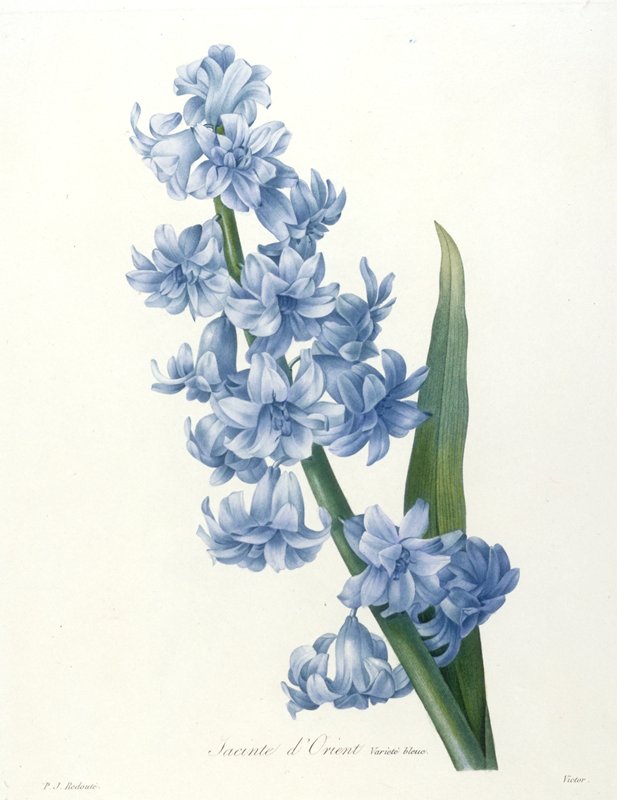 Jacinte d'Orient. Variete bleue, from Choix Des Plus Belle Fleurs et des Plus Beaux Fruits, Victor, 1827