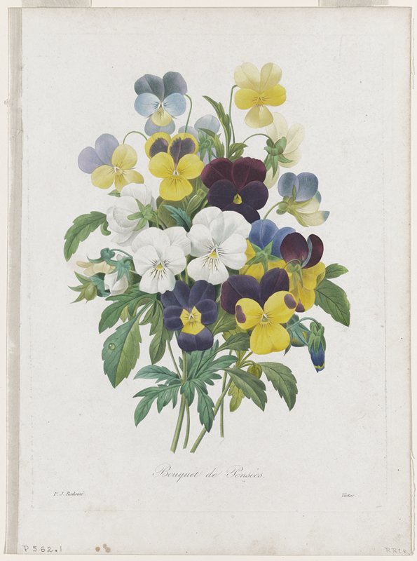 Bouquet of Pansies, After Pierre-Joseph Redouté, 1827